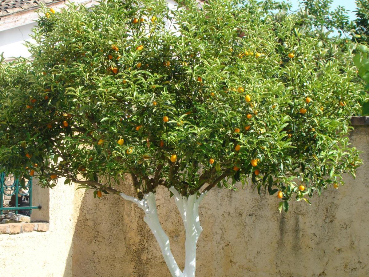 Iliachtida Appartamento *